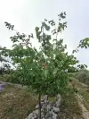 Big field of our guest house for sale in south France - Perpignan (22).webp